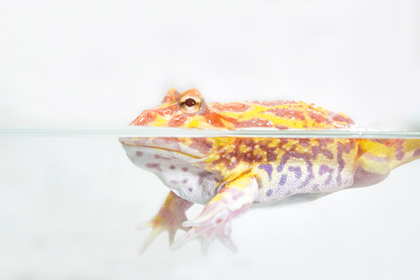 Albiino Pac-Man sammakko, sarvisammakko (Ceratoformulays ornata)
)  - Valokuva, kuva