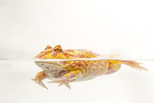 Лягушка Альбино Пак-человек, рогатая лягушка (Ceratophrys ornata)
)  - Фото, изображение