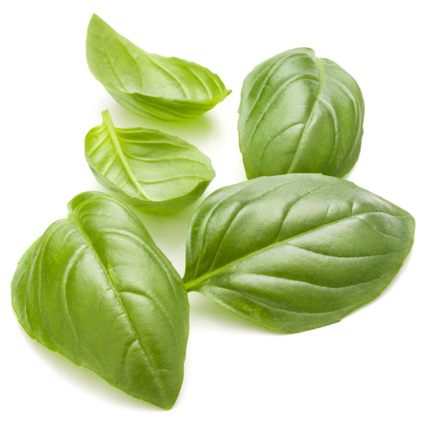fresh basil leaves - Фото, зображення
