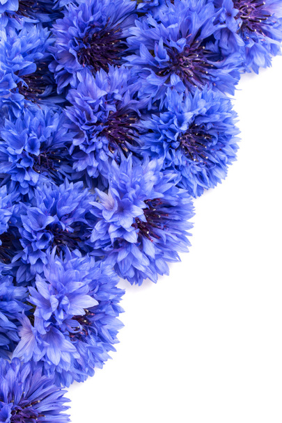 Blue Cornflowers  border  - Foto, imagen