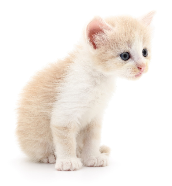 Small brown kitten. - Foto, Imagem