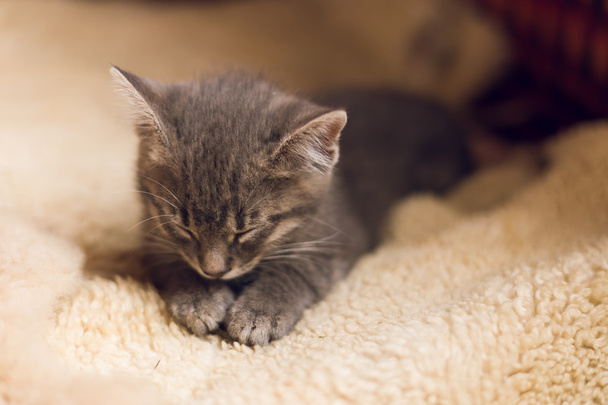 Dormir petit chat mignon
  - Photo, image
