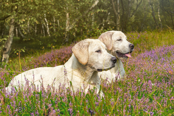 δύο χαριτωμένα μικρά σκυλιά σε ένα πεδίο με λουλούδια - Φωτογραφία, εικόνα