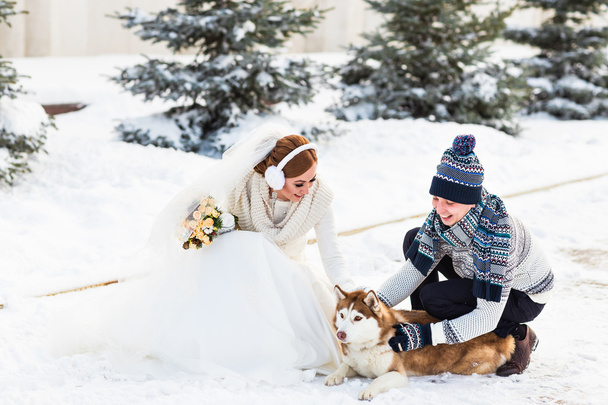 bruid en bruidegom met hond Huskies in de winter - Foto, afbeelding