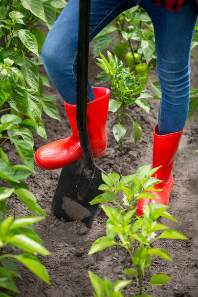 Feet in red rubber boots on black metal shovel at garden - Photo, Image