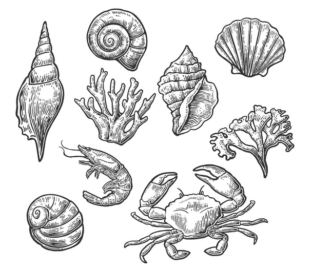 Set sea shell, coral, crab and shrimp. - Vector, afbeelding