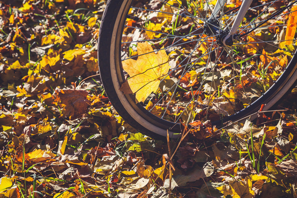 Cycling in autumn park close-up - Fotografie, Obrázek