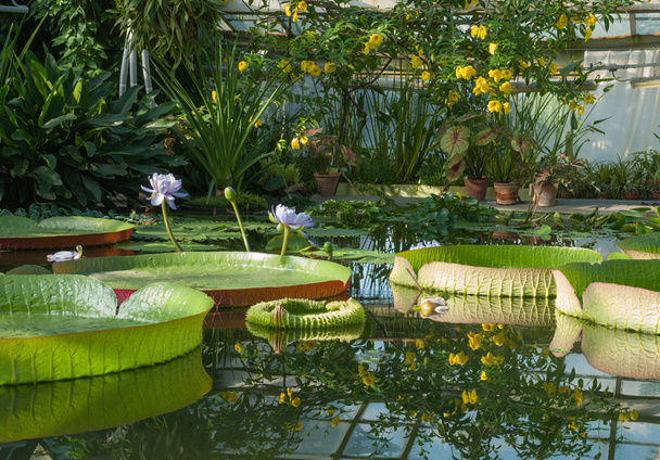 Victoria Amazonian Water Lily ,Huge floating lotus - Zdjęcie, obraz