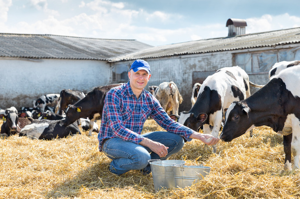 Portrait d'un technicien vétérinaire nourrissant des vaches à la ferme
 - Photo, image