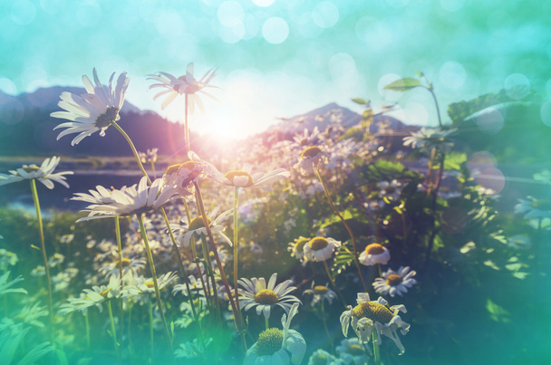 Ромашковый луг летом
 - Фото, изображение