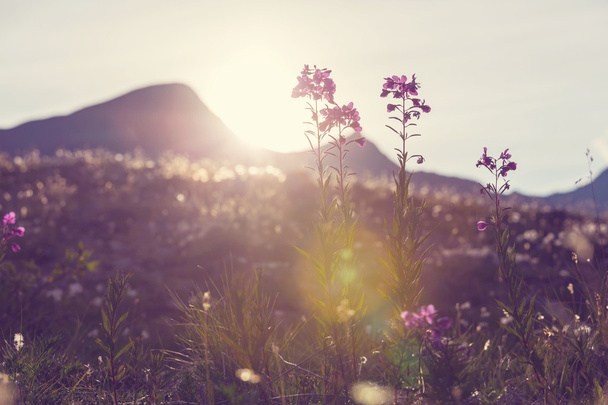 Pradera de montaña con flores
 - Foto, Imagen