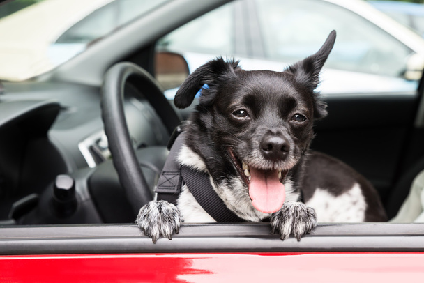 Dog Looking Through Open Car Window - Foto, immagini