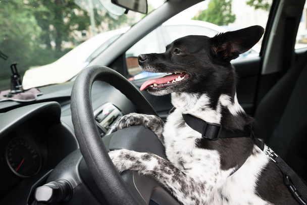 Dog Holding Steering Wheel Of A Car - Fotoğraf, Görsel