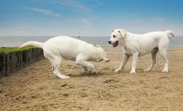 dos lindos perritos juegan en la playa
 - Foto, Imagen