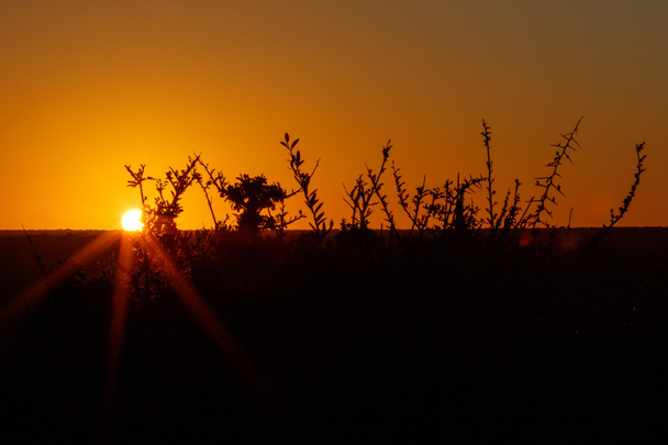 Zachód słońca w Addo z oddziałów Orange - Addo krajobraz - Zdjęcie, obraz