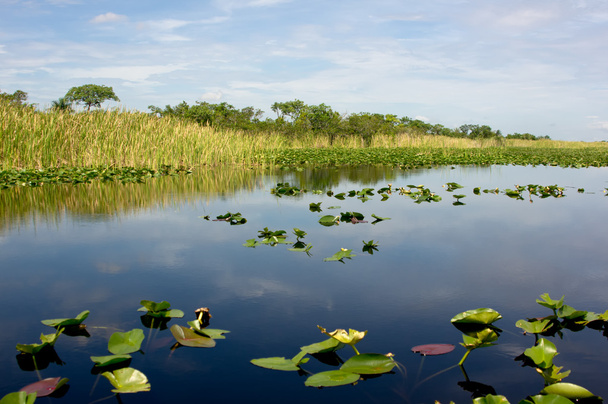 Everglades de Floride
 - Photo, image