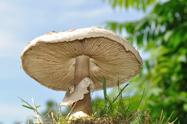 Зонтичный гриб
 - Фото, изображение