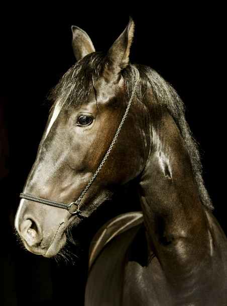 cheval noir en licou et une crinière sombre et un feu blanc sur sa tête sur un fond noir
 - Photo, image