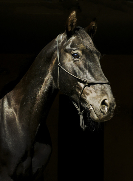 czarny koń w pewien uździenica i ciemne grzywa i biały blask na głowie na czarnym tle - Zdjęcie, obraz