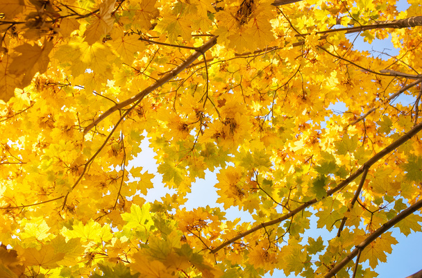 秋の公園で: 黄金のカエデの木は日光の葉 - 写真・画像