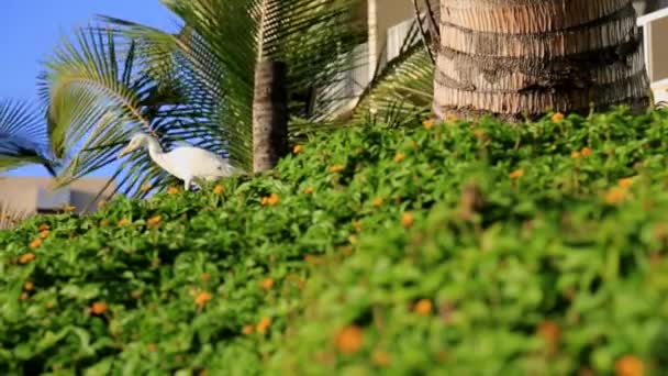 Garça branca vadear plantas tropicais
 - Filmagem, Vídeo