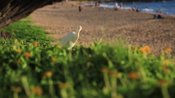 Linda grande garça branca leva oceano de praia
 - Filmagem, Vídeo