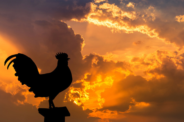  silhouette of rooster crow stand on in the early morning - Photo, Image