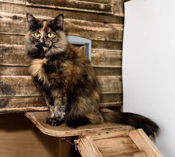 Obdachlose Katze braucht für immer ein Zuhause - Foto, Bild