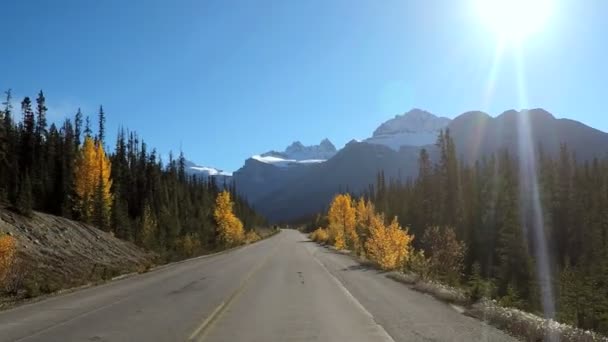 Hábitat forestal siempreverde en Canadá
 - Metraje, vídeo