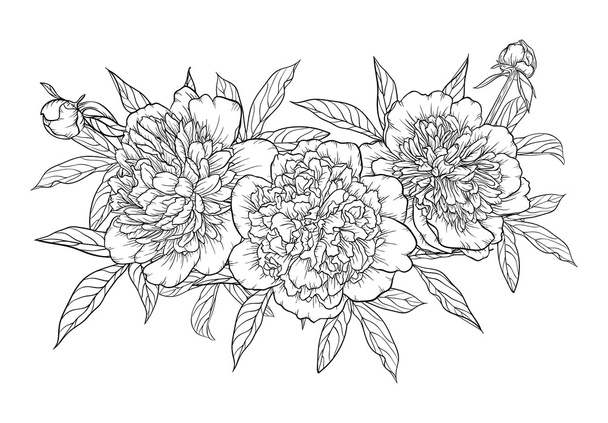 beautiful monochrome black and white bouquet peony isolated on background. - Vector, afbeelding