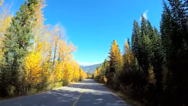 вічнозеленими лісами Хабітат в Канаді - Кадри, відео