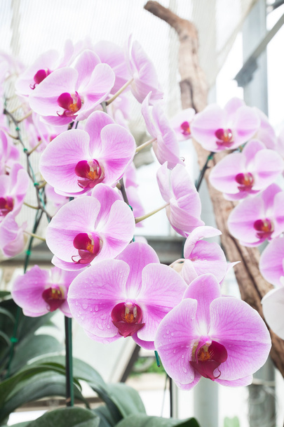 Красивая орхидея, фаленопсис в стеклянном доме
 - Фото, изображение