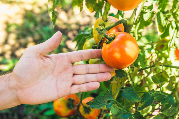 man hand tearing red tomato - Фото, зображення