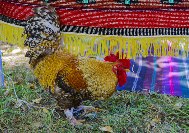 Piros fésű és színes tollazatú kakas - Fotó, kép