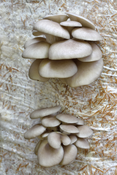 Устричные грибы, растущие на соломе. Закрыть
. - Фото, изображение