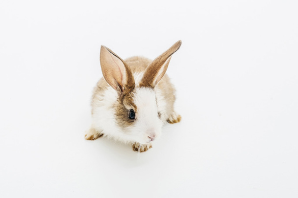 Little rabbit on white - 写真・画像