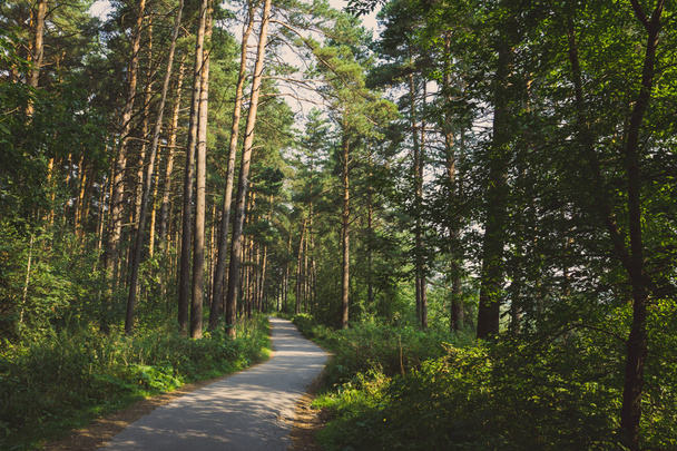 Pathway through the forest - Fotoğraf, Görsel