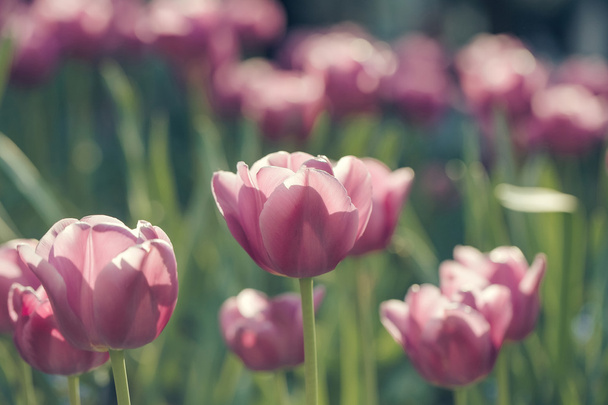 pink tulip flowers closeup - Photo, Image