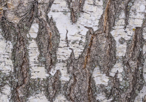 Old birch bark background/texture - Valokuva, kuva
