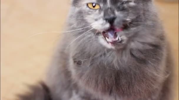 A macska megnyalta - Felvétel, videó