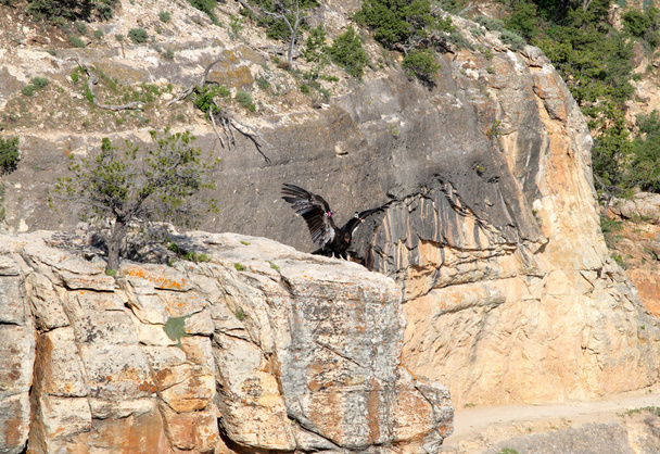 Condor σε πτήση πάνω από το Grand Canyon - Φωτογραφία, εικόνα