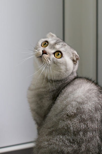 Scottish Fold cat looking. Selective focus - Photo, Image