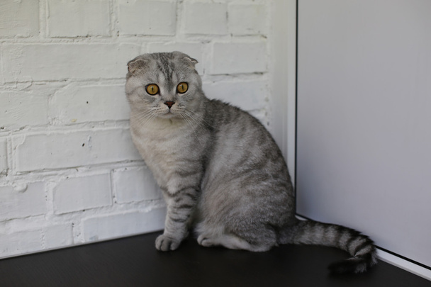 Кошка с янтарными глазами сидит на столе
 - Фото, изображение