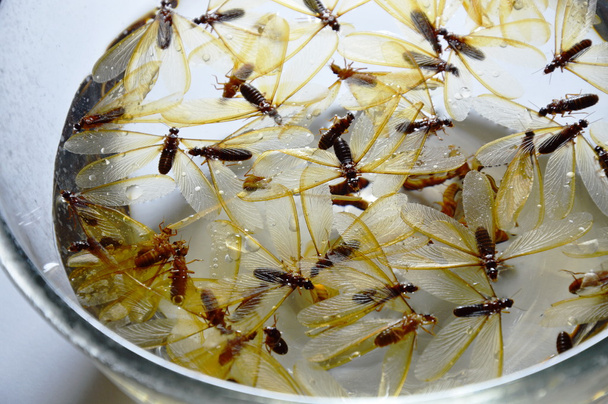 skrzydlaty termitów syfon w szklanej misce - Zdjęcie, obraz