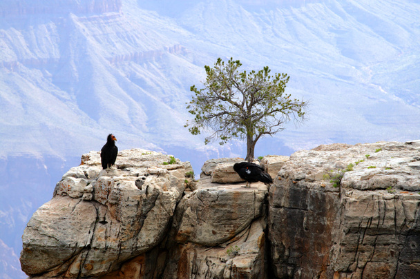 Kalifornischer Kondor am Grand Canyon - Foto, Bild