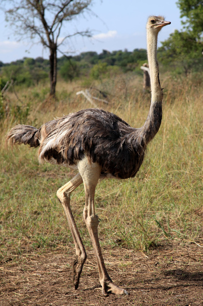 Ostrich - Uganda, Africa - Foto, Bild