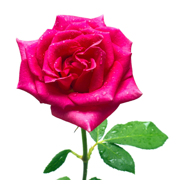 Linda rosa rosa flor
  - Foto, Imagem