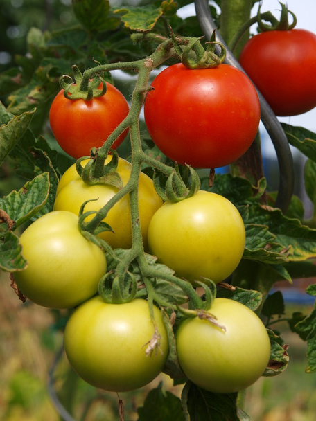 Tomato plant 1 - Photo, Image