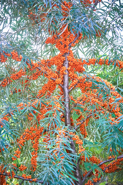 buckthorn berries ripe healing - Photo, Image