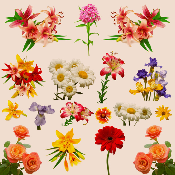 Coleção de flores bonitas
  - Foto, Imagem